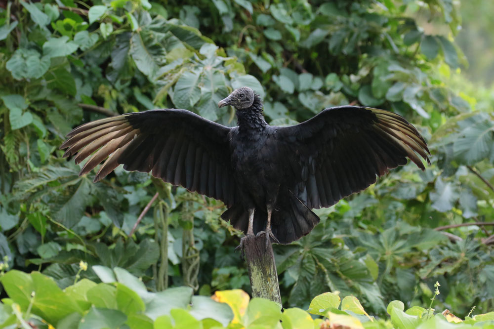 Black Vulture